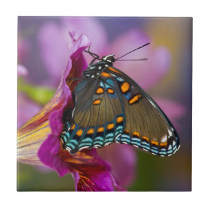 Ein Schwalbenschwanz Schmetterling Fliese
