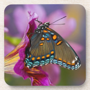 Ein Schwalbenschwanz Schmetterling Getränkeuntersetzer