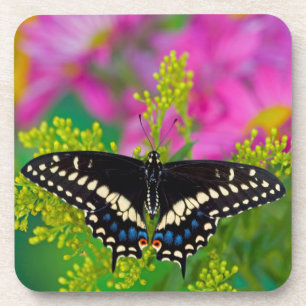 Ein Schwalbenschwanz-Schmetterling landet Getränkeuntersetzer