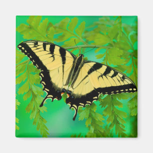 Ein Schwalbenschwanz Schmetterling landet Magnet