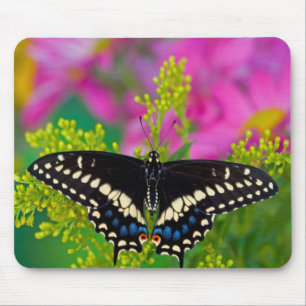 Ein Schwalbenschwanz-Schmetterling landet Mousepad