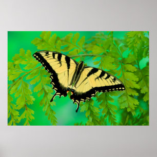 Ein Schwalbenschwanz Schmetterling landet Poster