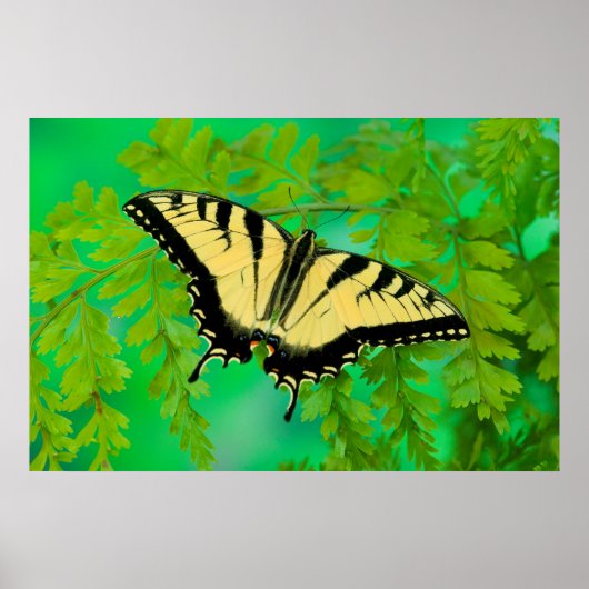 Ein Schwalbenschwanz Schmetterling landet Poster (Vorne)