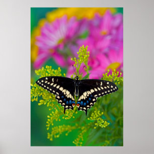 Ein Schwalbenschwanz-Schmetterling landet Poster