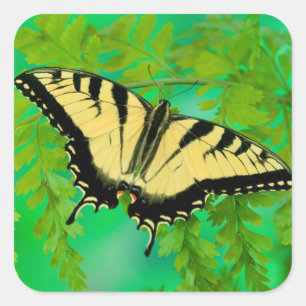 Ein Schwalbenschwanz Schmetterling landet Quadratischer Aufkleber