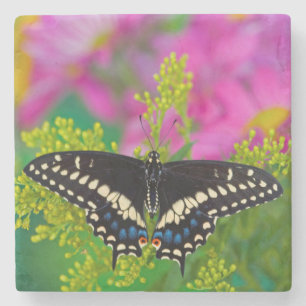 Ein Schwalbenschwanz-Schmetterling landet Steinuntersetzer