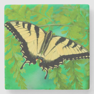 Ein Schwalbenschwanz Schmetterling landet Steinuntersetzer
