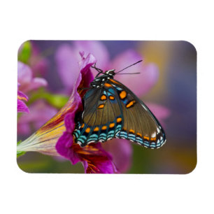 Ein Schwalbenschwanz Schmetterling Magnet