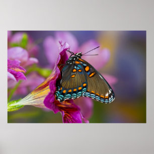 Ein Schwalbenschwanz-Schmetterling Poster