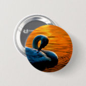Ein Schwan, der ein letztes Schwimmen am Button (Vorne & Hinten)