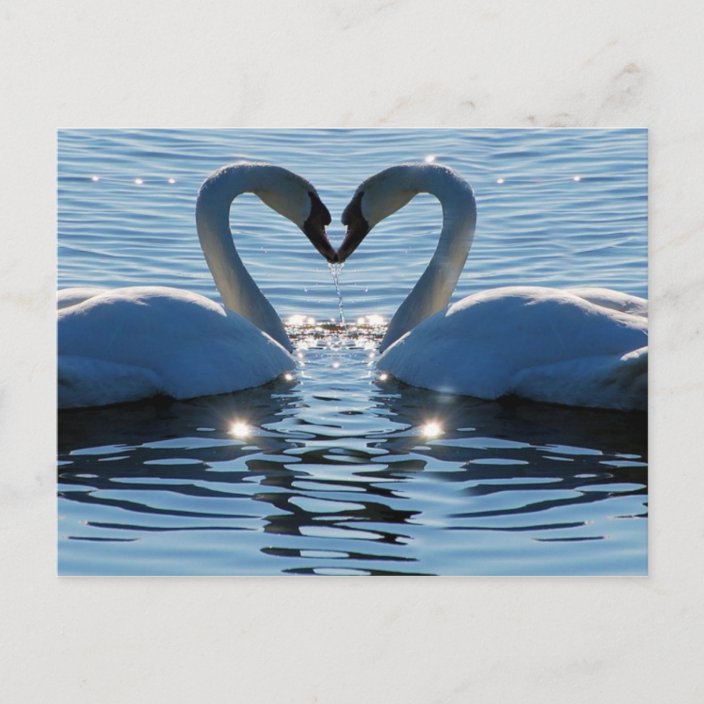 Ein SchwanHerzKuss, Reflexionen der Liebe Postkarte Zazzle.de