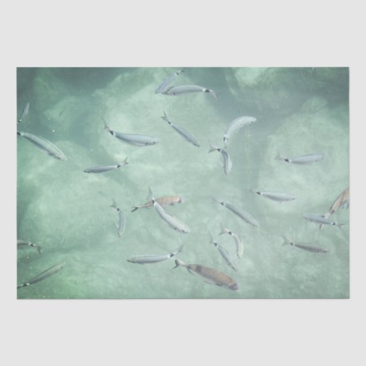 Ein Schwarm Fische Seidenpapier (Vorderseite)
