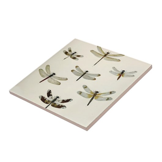 ein Schwarm von Libellen Fliese (Seite)