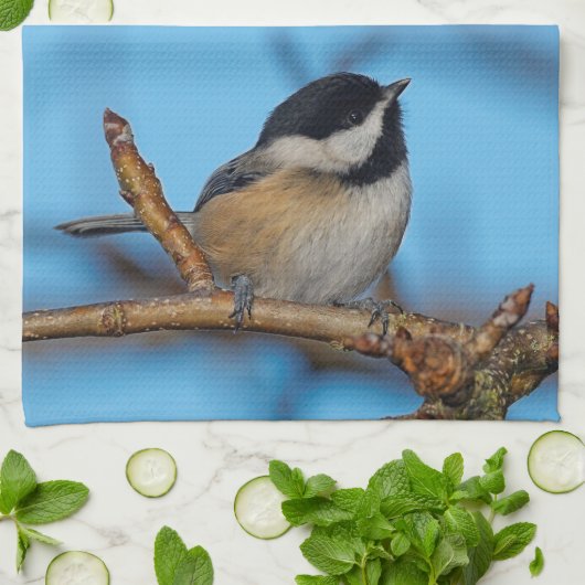 Ein schwarz gekapptes Chickadee auf dem Birnbaum Handtuch (Gefaltet)