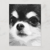 Ein Schwarz-Weiß-Chihuahua Postkarte (Vorderseite)