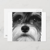 Ein Schwarz-Weiß-Miniaturschnauzer Postkarte (Vorne/Hinten)