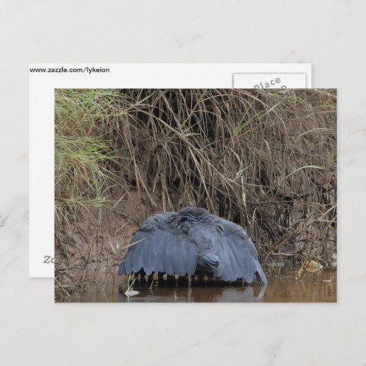 Ein schwarzer Heronhimmel fütternd Postkarte (Vorne/Hinten)