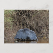 Ein schwarzer Heronhimmel fütternd Postkarte (Vorderseite)