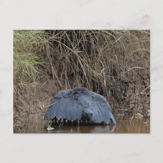 Ein schwarzer Heronhimmel fütternd Postkarte (Vorderseite)
