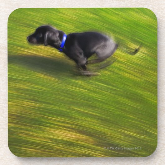 Ein schwarzer Hundebetrieb Getränkeuntersetzer (Vorderseite)