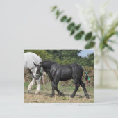Ein schwarzer Percheron-Fohlen in Frankreich Postkarte (Stehend Vorderseite)