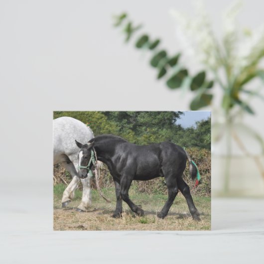 Ein schwarzer Percheron-Fohlen in Frankreich Postkarte (Stehend Vorderseite)