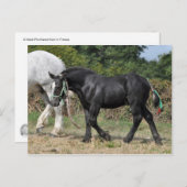 Ein schwarzer Percheron-Fohlen in Frankreich Postkarte (Vorne/Hinten)