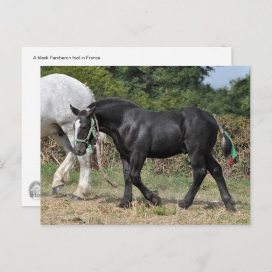 Ein schwarzer Percheron-Fohlen in Frankreich Postkarte (Vorne/Hinten)