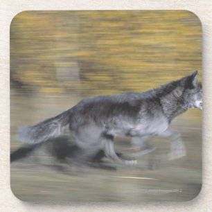 Ein schwarzer Wolf auf dem Lauf Getränkeuntersetzer