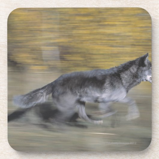 Ein schwarzer Wolf auf dem Lauf Getränkeuntersetzer (Vorderseite)