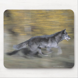 Ein schwarzer Wolf auf dem Lauf Mousepad