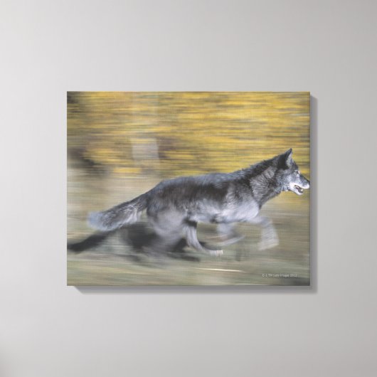 Ein schwarzer Wolf auf der Flucht Leinwanddruck (Vorderseite)