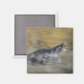 Ein schwarzer Wolf auf der Flucht Magnet (Vorderseite/Rückseite)