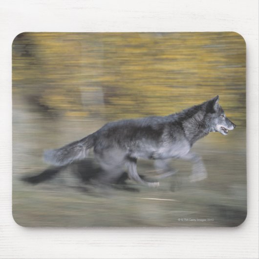 Ein schwarzer Wolf auf der Flucht Mousepad (Vorne)