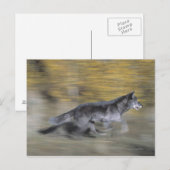 Ein schwarzer Wolf auf der Flucht Postkarte (Vorne/Hinten)