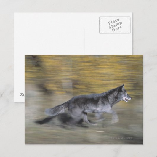 Ein schwarzer Wolf auf der Flucht Postkarte (Vorne/Hinten)