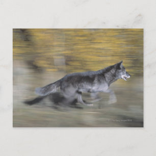 Ein schwarzer Wolf auf der Flucht Postkarte
