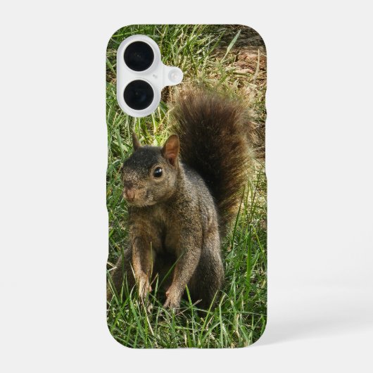 Ein schwarzes Eichhörnchen iPhone 16 Hülle (Rückseite)