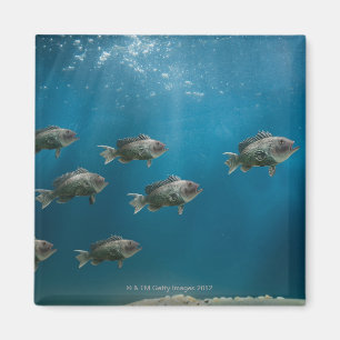 Ein Schwarzes Meer Bass, eine Schule führend Magnet