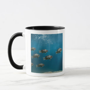 Ein Schwarzes Meer Bass, eine Schule führend Tasse