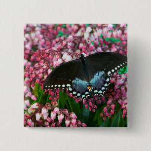 Ein Schwefel-Schmetterling In der Phoebis-Famili Button
