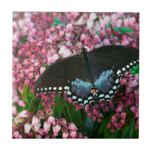 Ein Schwefel-Schmetterling In Der Phoebis-Famili Fliese