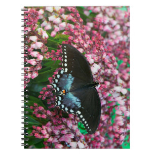 Ein Schwefel-Schmetterling In der Phoebis-Famili Notizblock