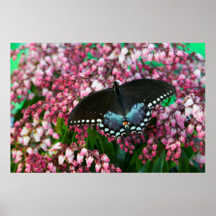 Ein Schwefel-Schmetterling In der Phoebis-Famili Poster