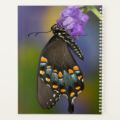 Ein Schwefel-Schmetterling Planer (Rückseite)