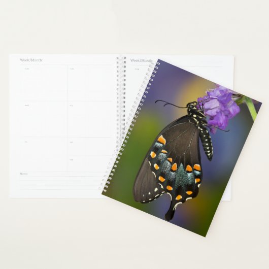 Ein Schwefel-Schmetterling Planer (Anzeige)