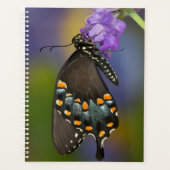 Ein Schwefel-Schmetterling Planer (Vorderseite)