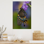 Ein Schwefel-Schmetterling Poster (Küche)