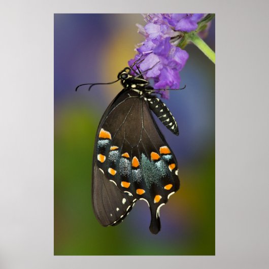 Ein Schwefel-Schmetterling Poster (Vorne)