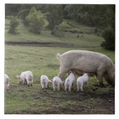 Ein Schwein mit Ferkeln auf einem Gebiet Fliese (Vorderseite)